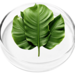 Banana Leaf