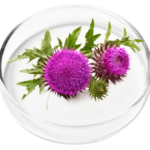 Milk Thistle